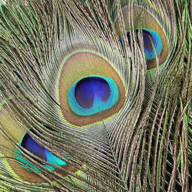 10/20/50PCS Natural Big Eyes Peacock Feathers 25-65CM for Wedding Home Table Center Vase Decoration Accessories Crafts Plume